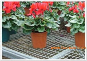 安平苗床網(wǎng) 專業(yè)生產(chǎn)與批發(fā)，溫室大棚的理想選擇