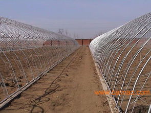 信譽(yù)卓越的溫室大棚建造首選——華亮重工光伏農(nóng)業(yè)大棚