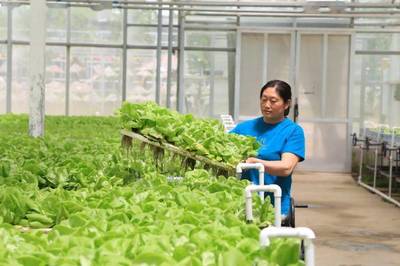 永清推進(jìn)項目建設(shè)與鄉(xiāng)村振興 溫室大棚繪就發(fā)展新畫卷